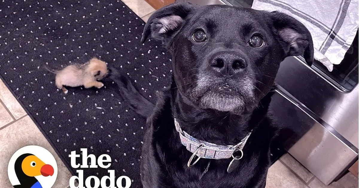 A large black dog is lying on the floor, interacting with a small puppy, while another dog is partially visible in the...
