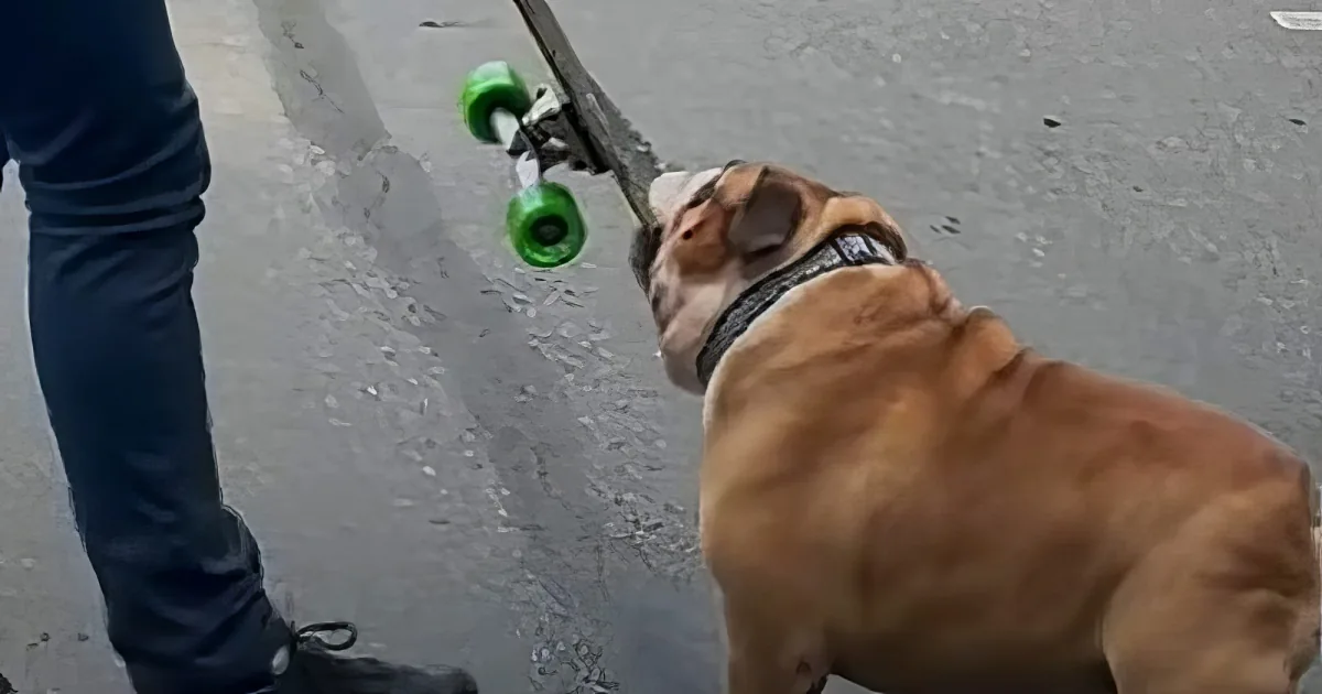 A bulldog is playfully holding a skateboard with its mouth on a paved street.