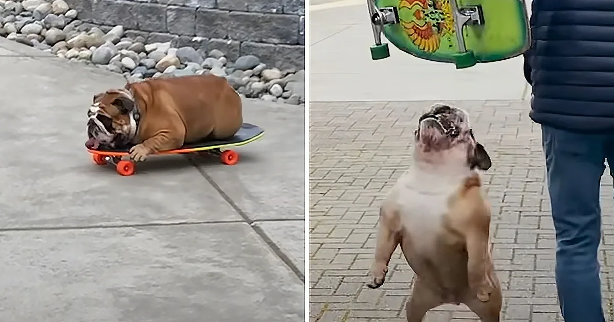 Parents Take Away Bulldog's Skateboard, Which Makes Him Mad