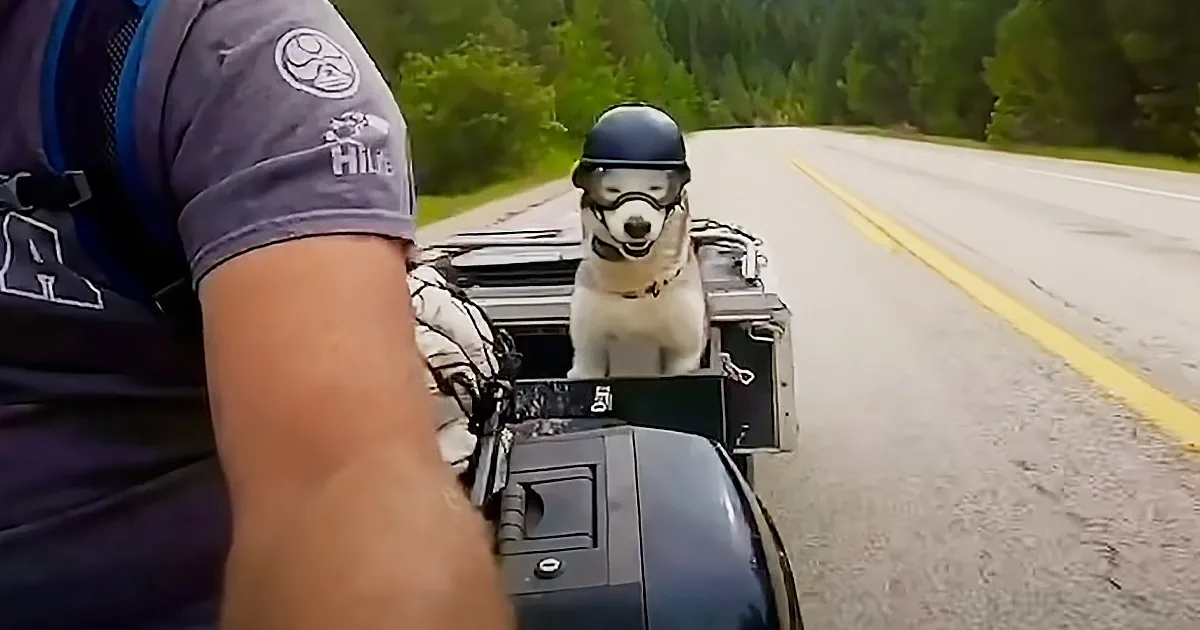 Motorcycle-Loving Senior Dog Gets His Own Sidecar