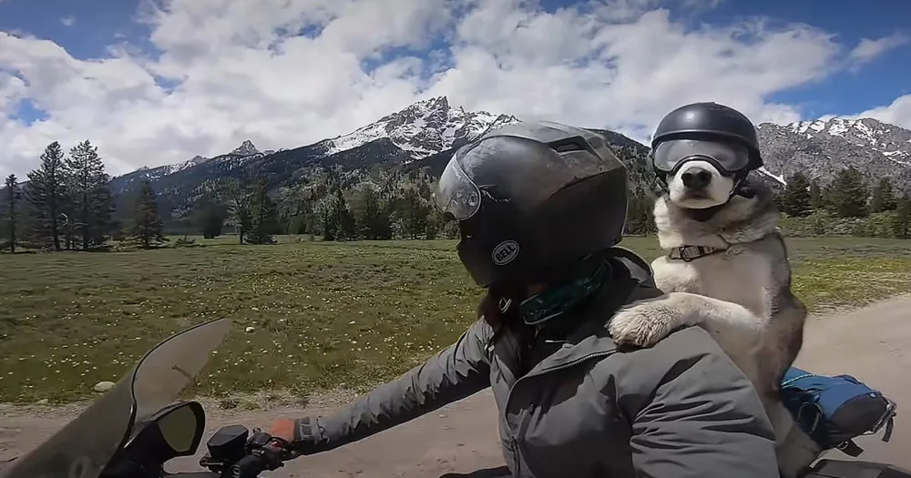 Senior dog on motorcycle