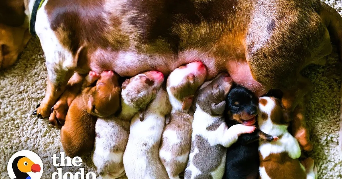Rescued Momma Dog Gives Birth to Seven Adorable Pups