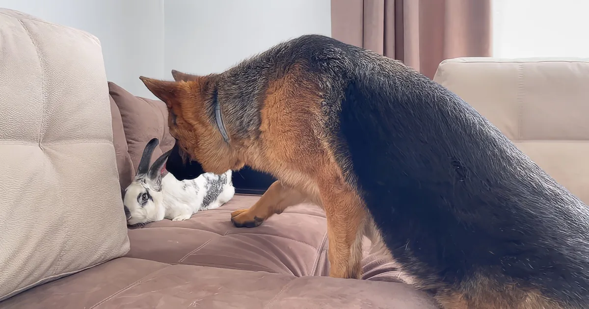 German Shepherd and giant bunny