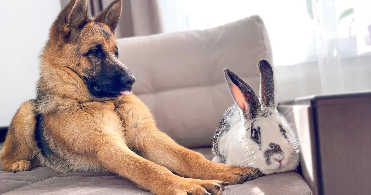 German Shepherd Baffled by Giant Bunny