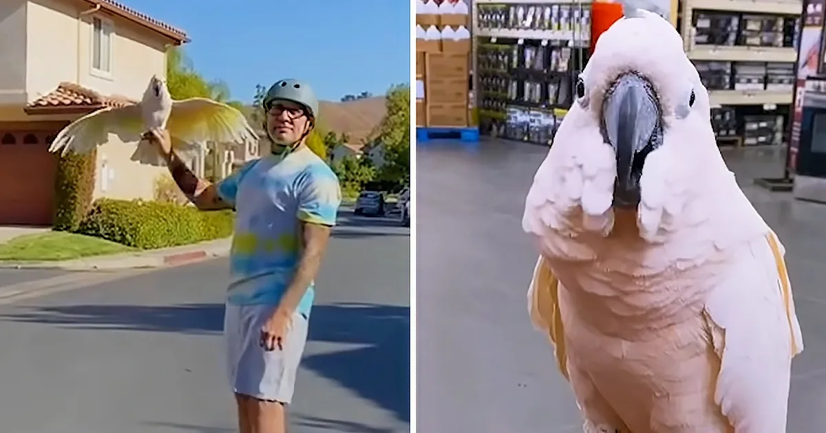 Cockatoo Loves Visiting Home Depot With Human Dad
