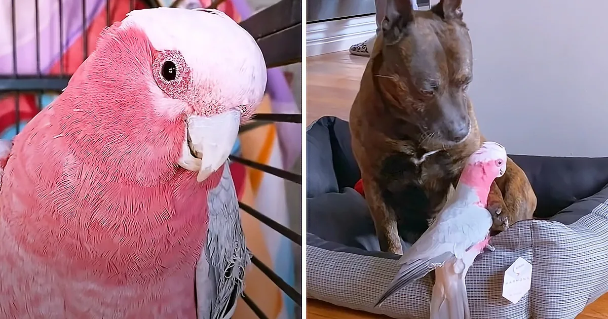 Dog Adopts Injured Parrot, and They Become Friends for Life