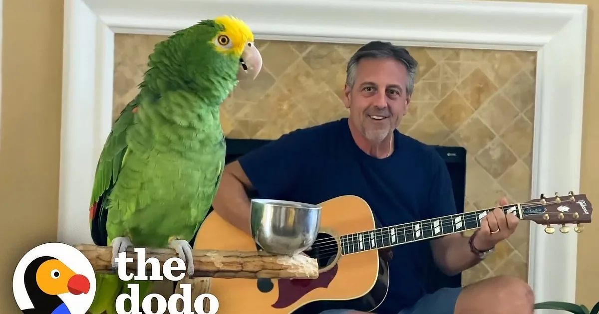 Parrot Can't Help but Sing When Her Dad Plays Guitar