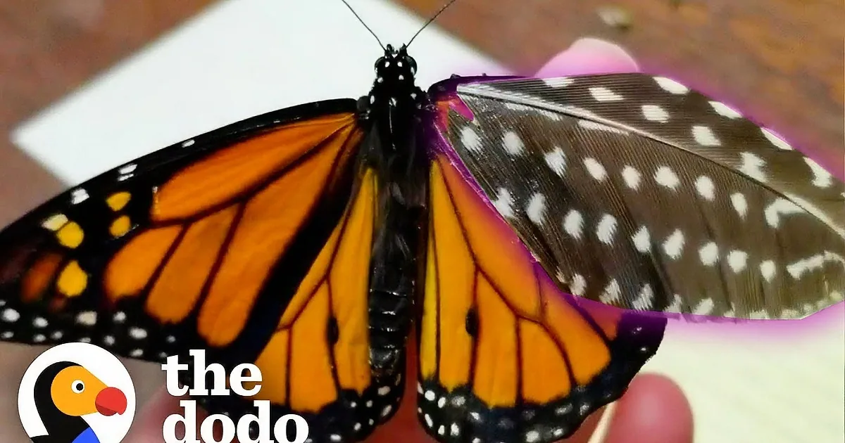 A monarch butterfly with orange and black wings rests on a person's finger against a green background.