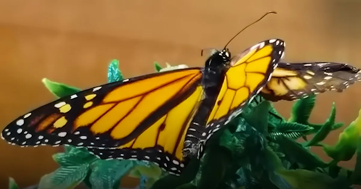 A monarch butterfly with vibrant yellow wings and black spots rests on green foliage.