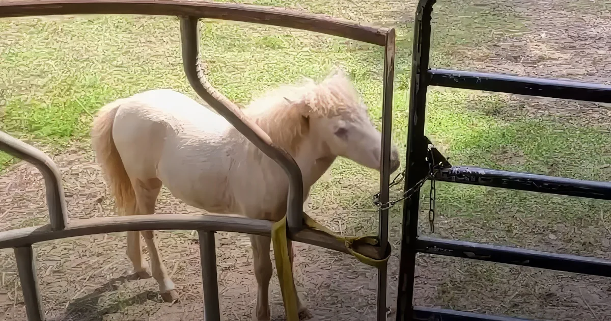 Frail newborn horse
