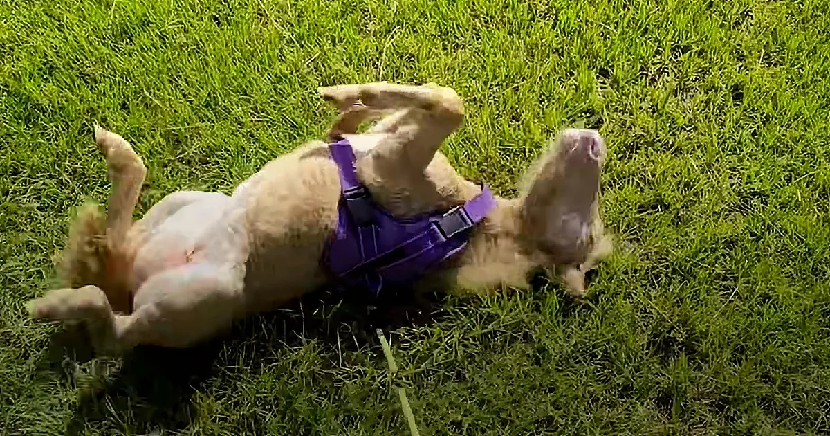 Frail Newborn Horse Rejected by Momma Makes Amazing Transformation