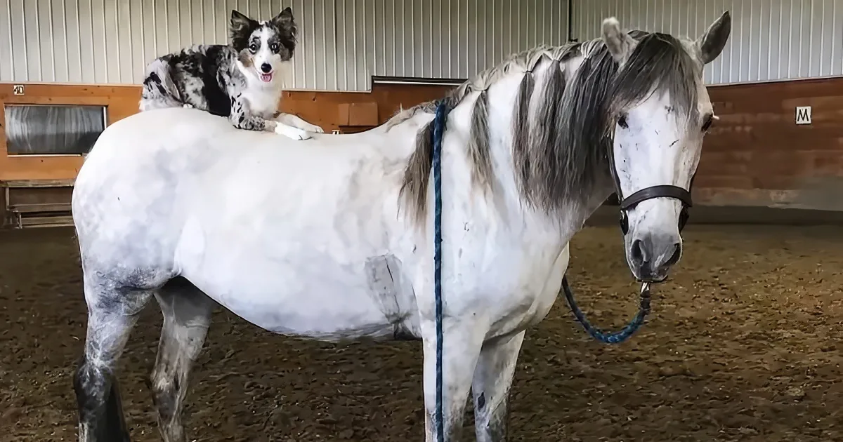 Dog and horse