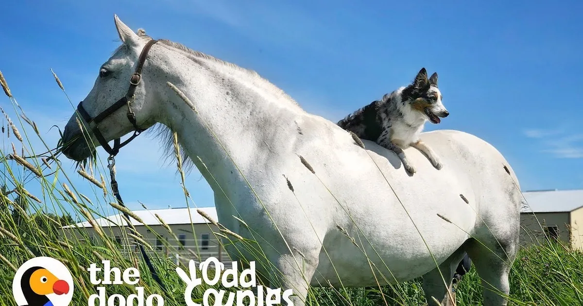 Majestic Mare Allows Doggo Best Friend to Ride on Her Back