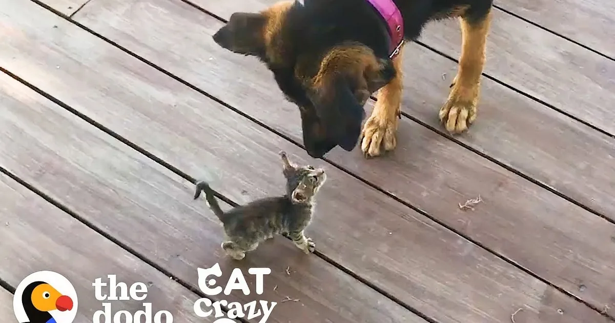 Bold Stray Kitten 'Adopts' Dog as Her New Mom