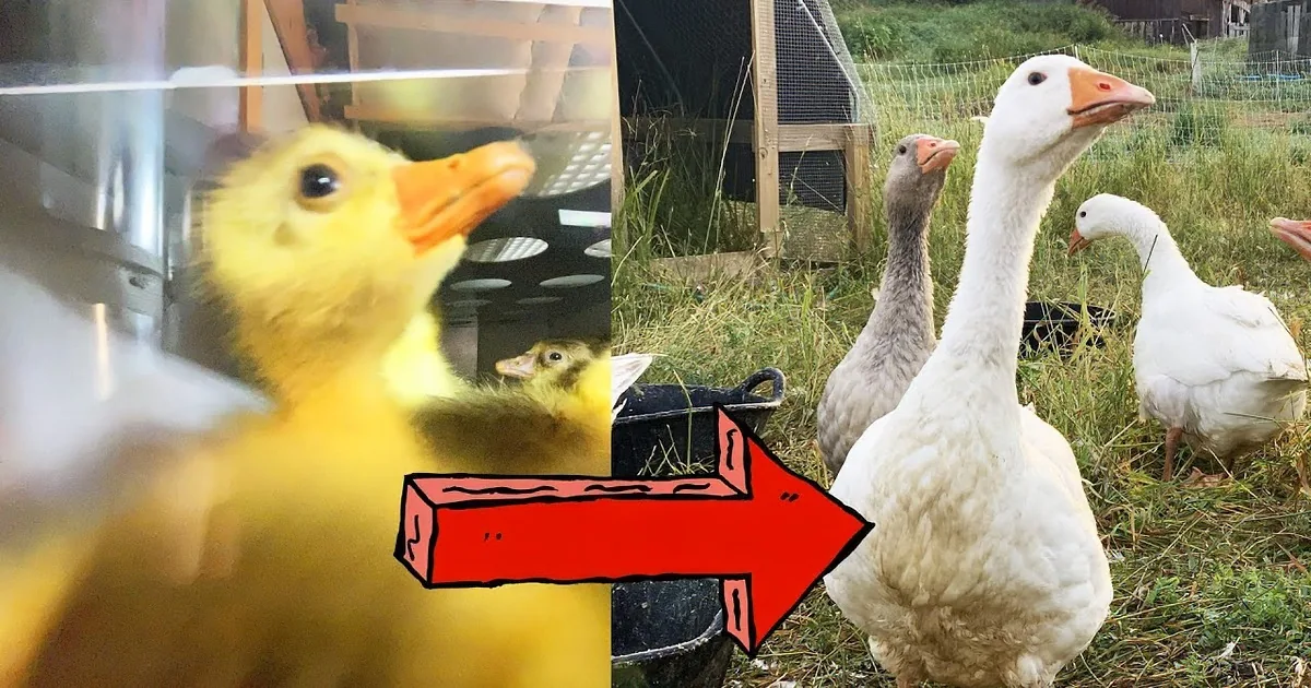 Time Flies for These Geese as They Hatch and Grow on Picturesque Farm