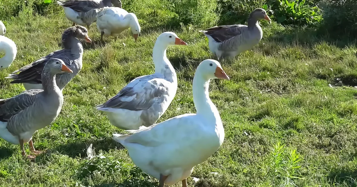 White and gray geese with orange beaks are grazing on a grassy field.