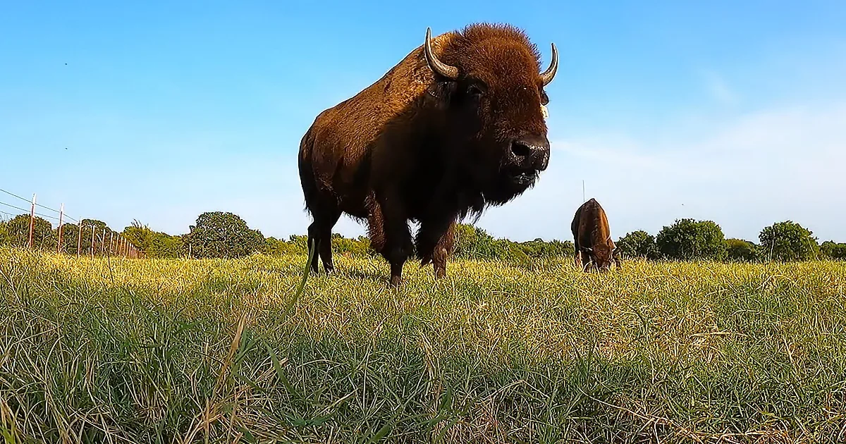 A bison stands in a grassy field, facing the camera, with another grazing in the background under a clear sky.