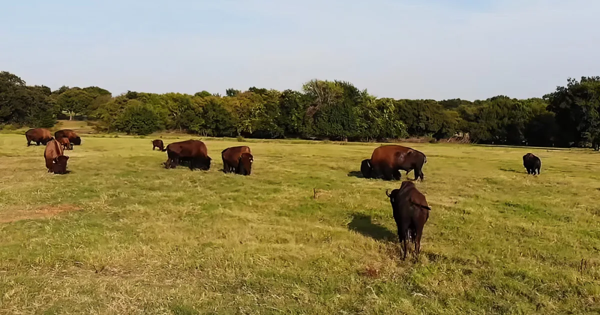 A herd of bison grazes in a grassy field with trees in the background.