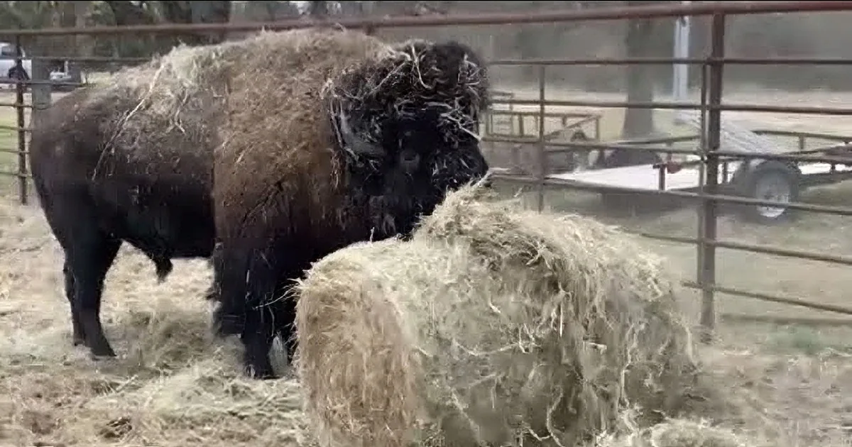 Massive Bison Wrecks a Half-Ton Bale of Hay