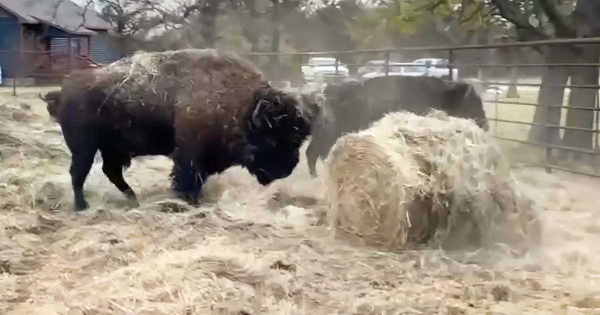 Bison wrecking bale of hay