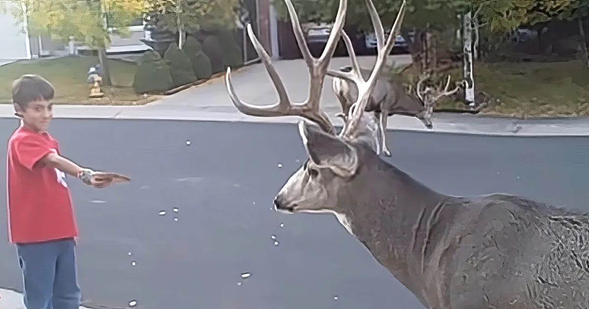 Kids feeding wild bucks