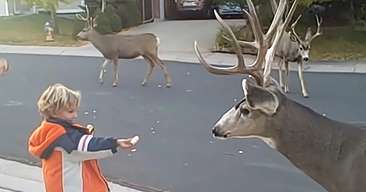 Dad Films Sons Feeding Wild Bucks in Hair-Raising Home Video