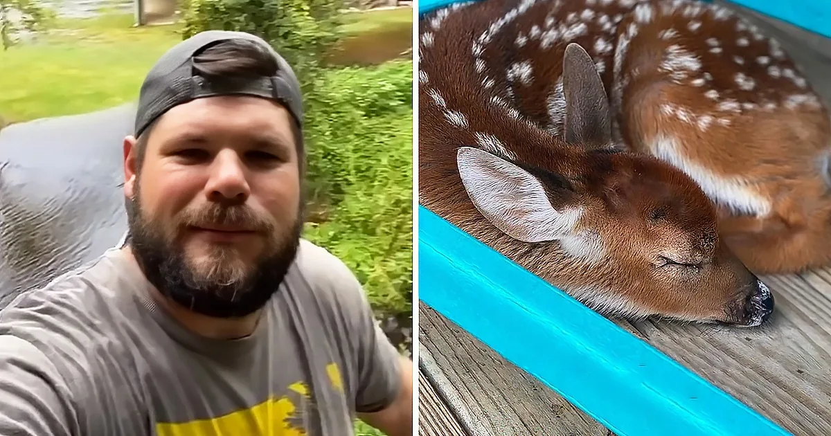 A man in a cap and t-shirt sits on a bench, while a fawn rests peacefully on a wooden deck.
