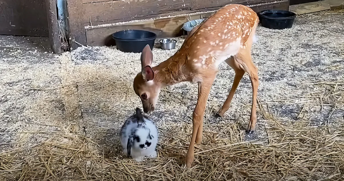 Baby deer and baby bunny