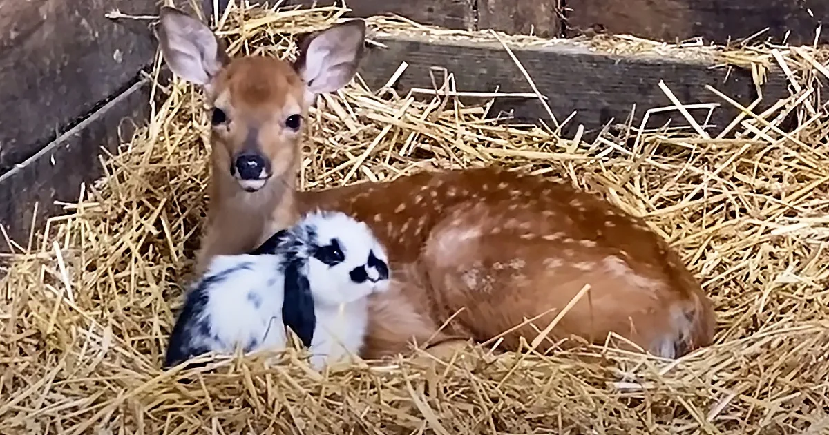 A fawn and a rabbit rest together on hay in a wooden enclosure.