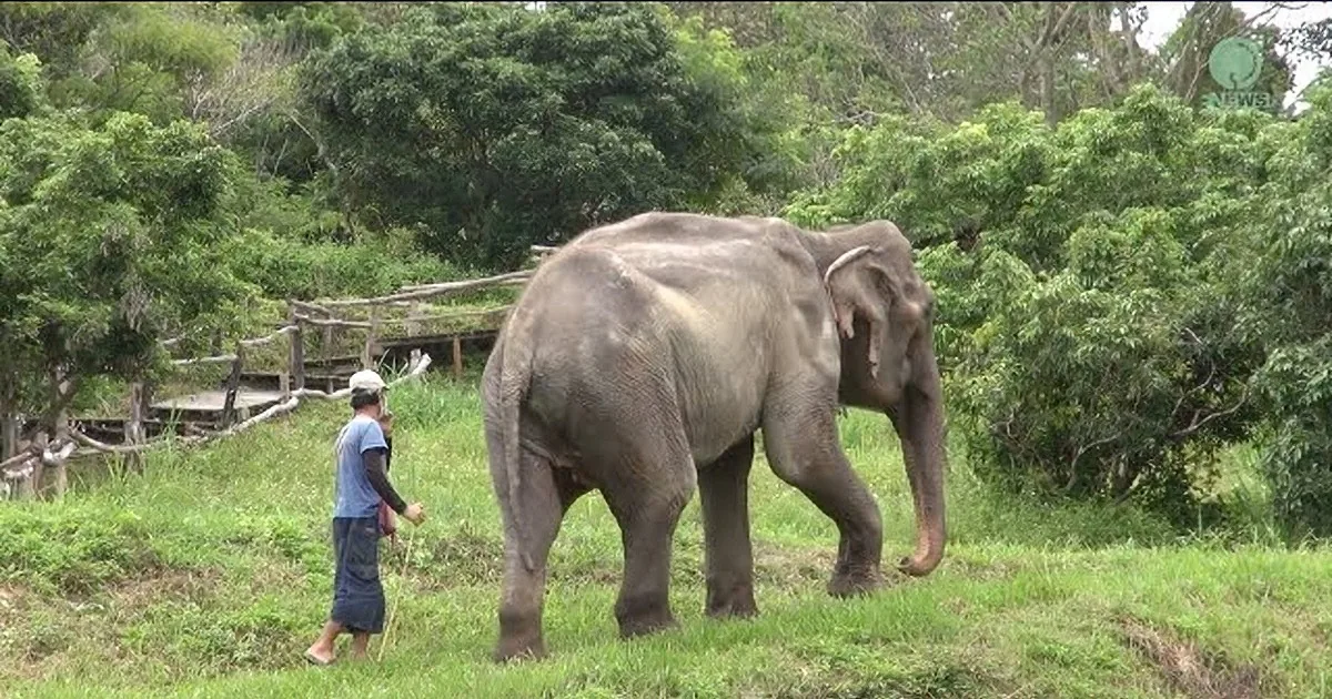 Two Senior Rescue Elephants Join a New Tribe