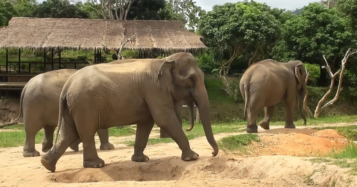 Three elephants walk together on a sandy path surrounded by greenery and a thatched-roof structure.