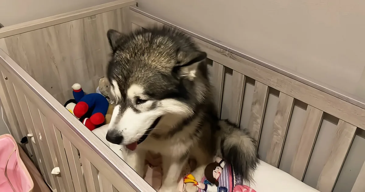 A husky dog is lying in a crib with a stuffed toy and a doll nearby.