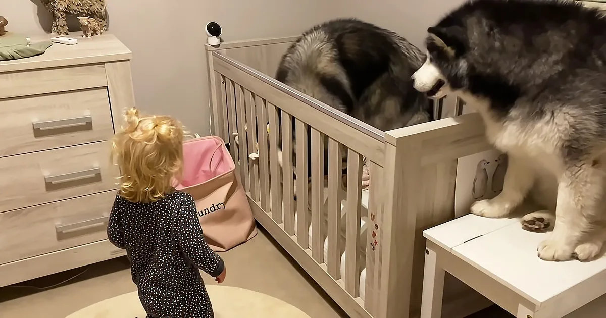 'Big Bad Wolf' Jumps in Baby's Bed!! (She's so Confused!!)
