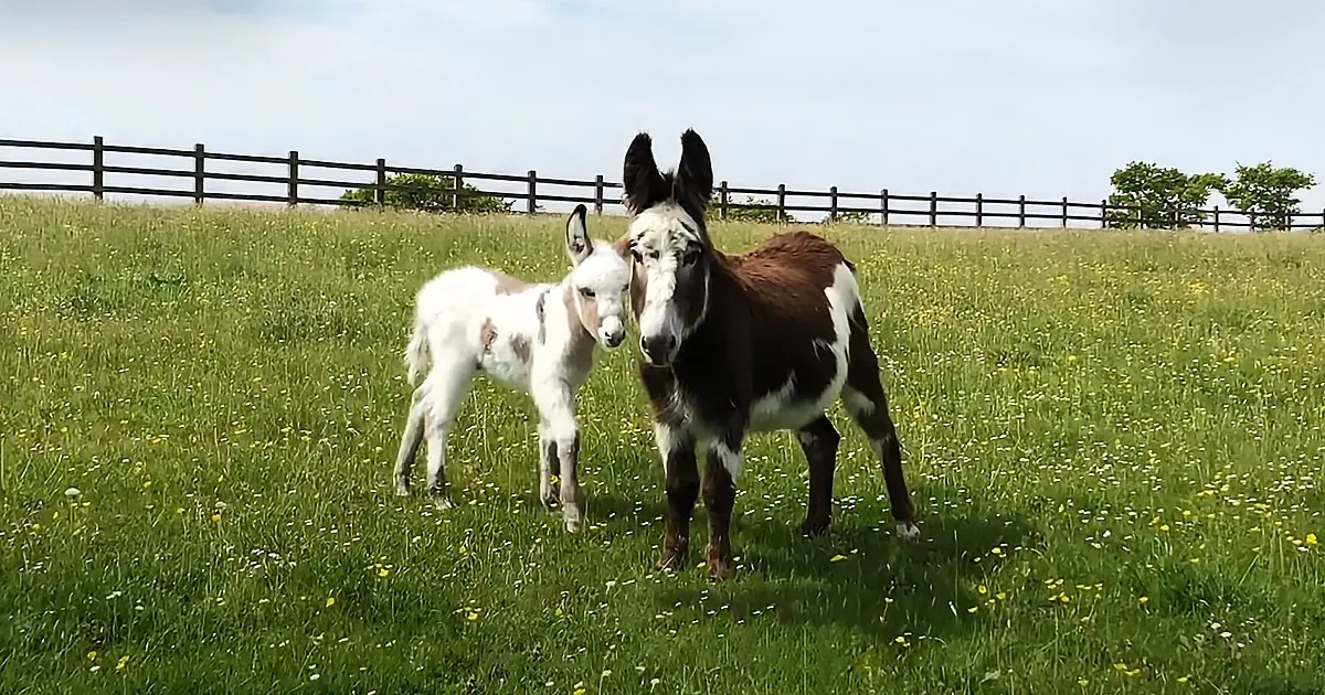 A donkey and its foal stand in a grassy field with a wooden fence and trees in the background.