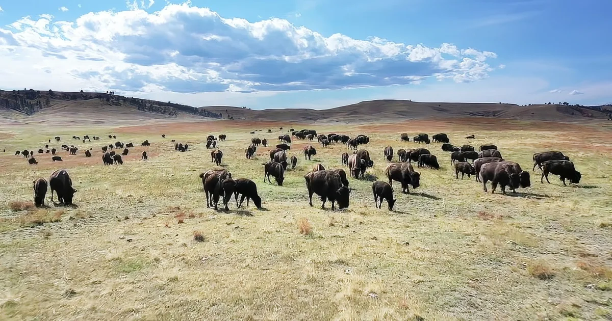 Drone footage of buffalo