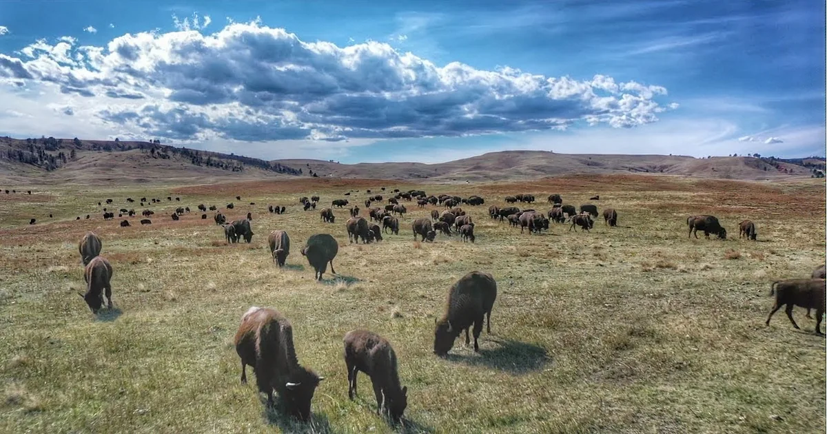 A herd of bison grazes on a vast, dry grassland under a clear blue sky.