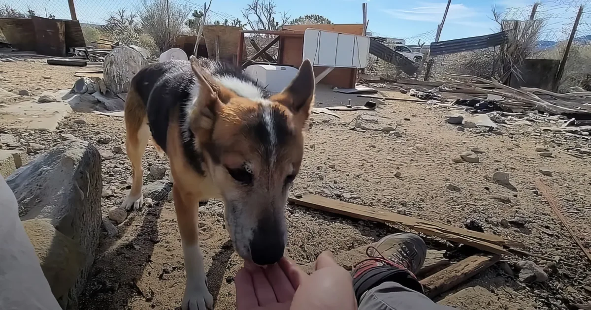 A dog with a black and brown coat sniffs the ground in a debris-filled area with scattered wood and rocks.