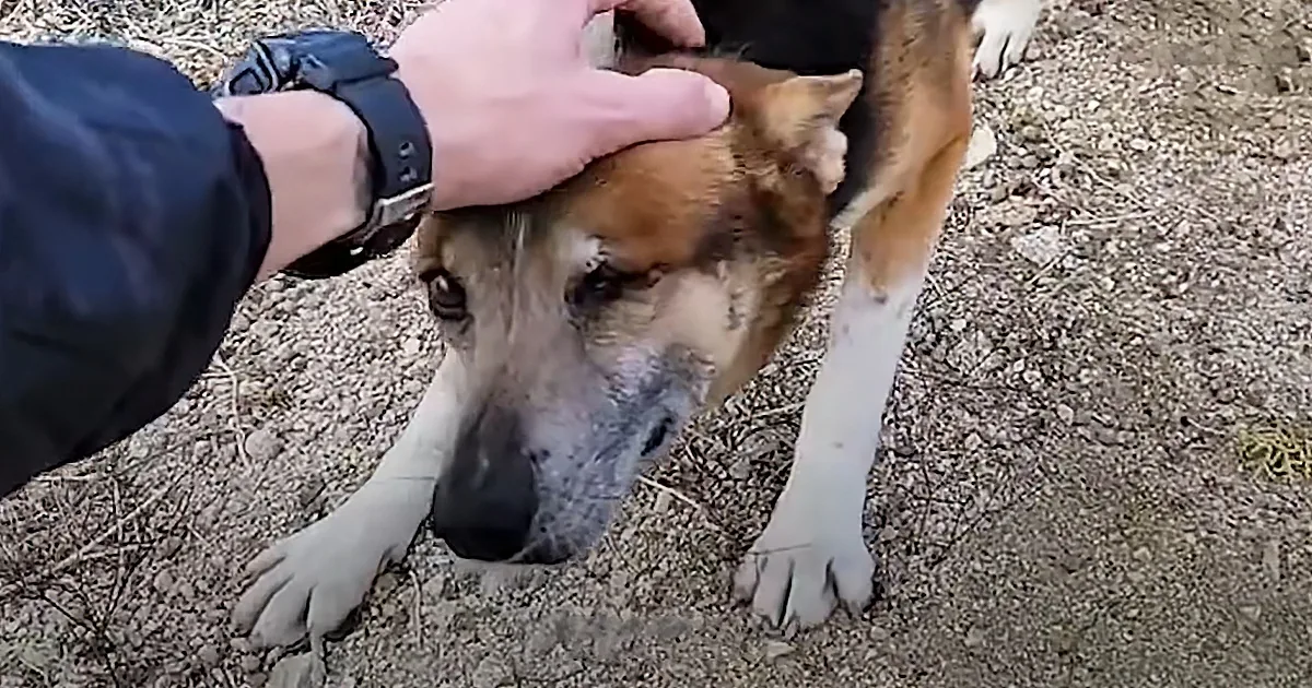 Guy Visits Dog and Her Friends in the Desert for Over a Year