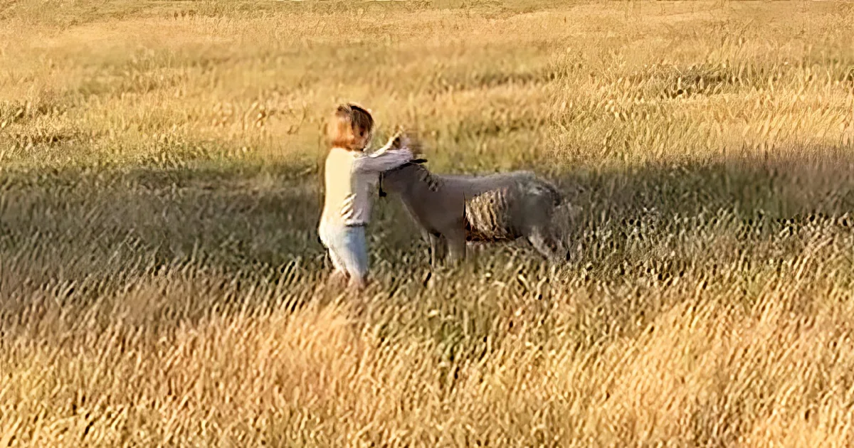 Toddler with orphaned lamb