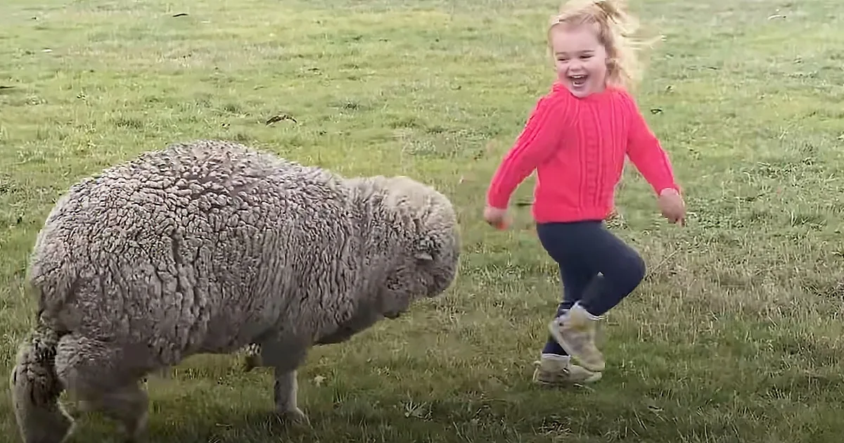 A young girl in a pink sweater runs alongside a fluffy sheep in a grassy field.