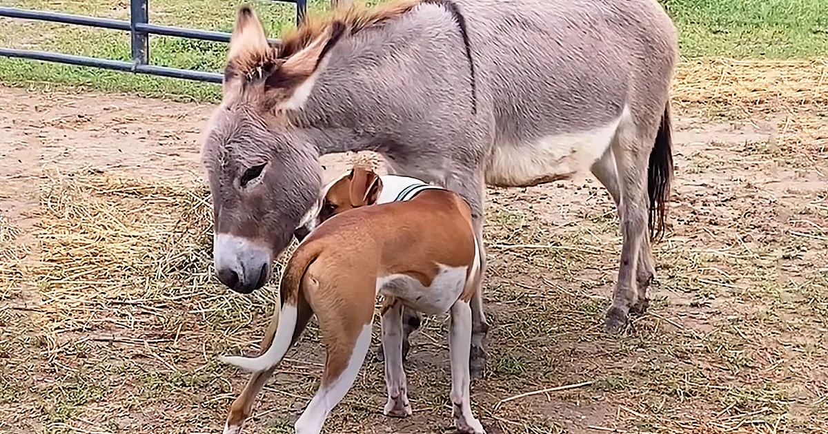 Donkey Who Didn''t Like Anyone Meets a Very Outgoing Pitbull