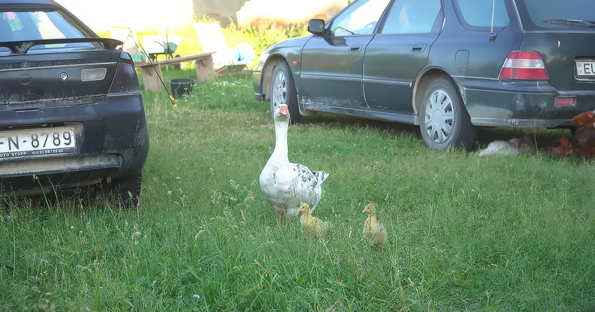 Gander meets two little baby geese
