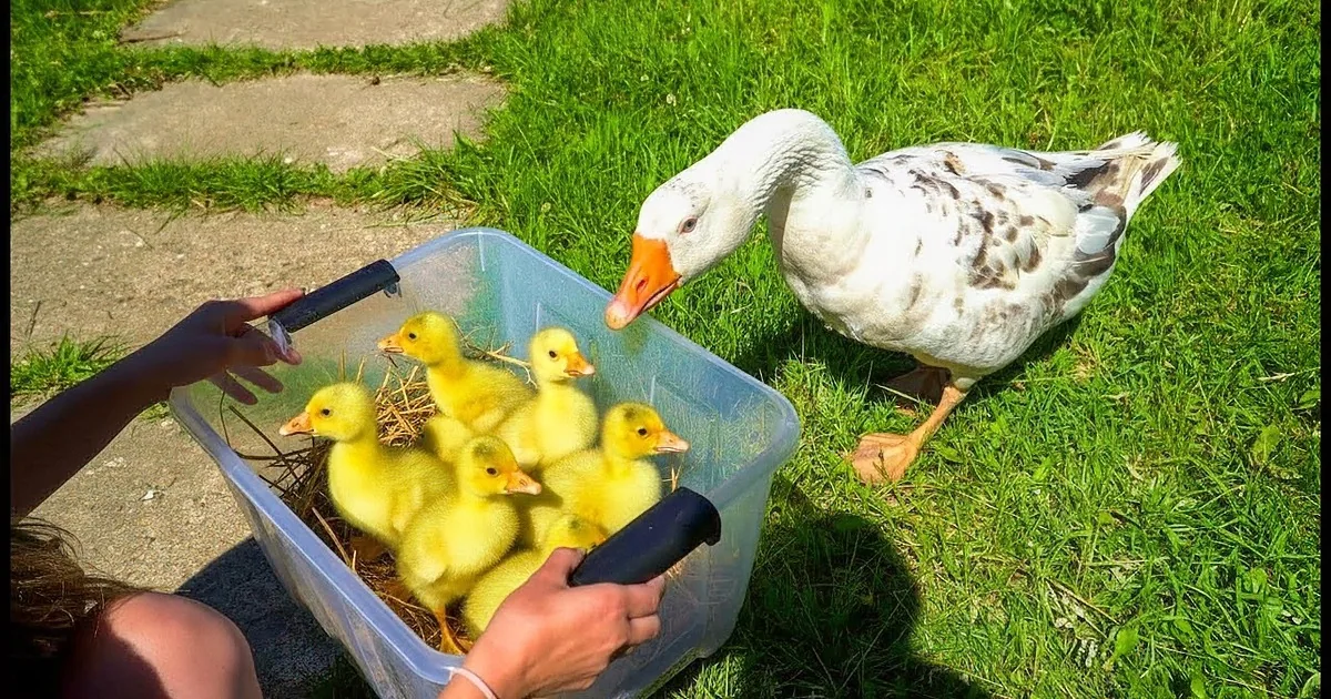 Lonely Gander Meets Two Little Baby Geese for the First Time