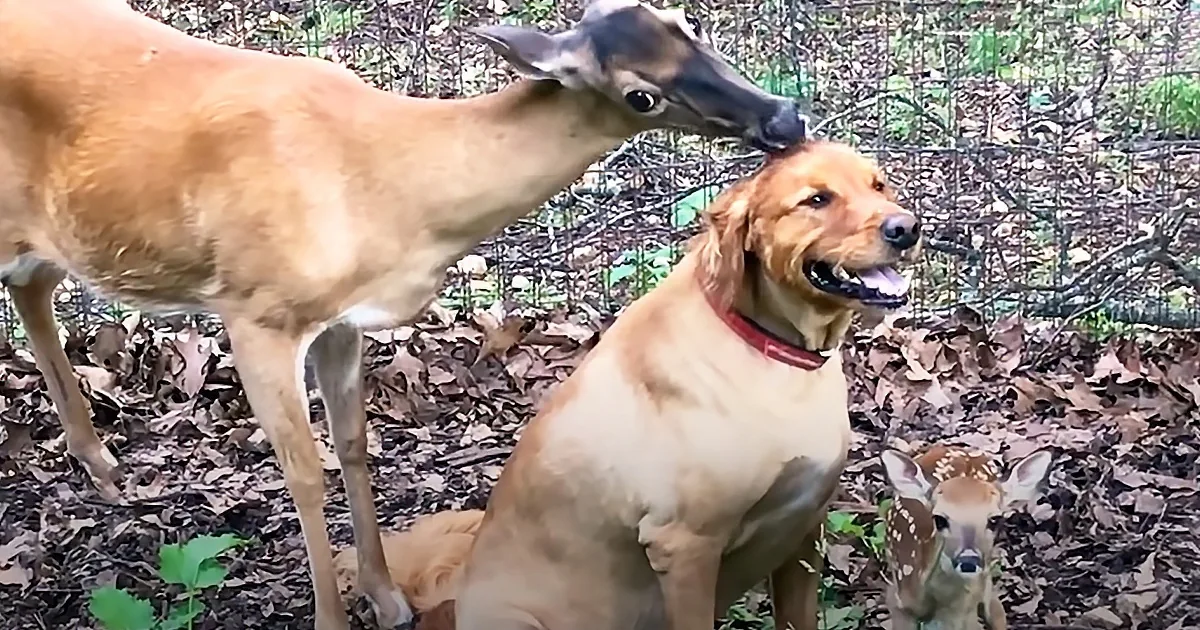 A golden retriever interacts with a deer, while another deer stands nearby in a leaf-covered area.