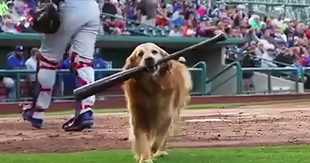 A dog carries a baseball bat on its back while a player in a baseball uniform walks behind it.