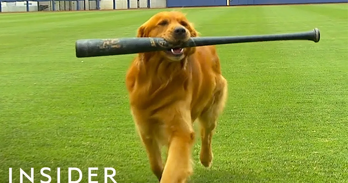 Golden Retriever Hired as a Batboy at Baseball Games