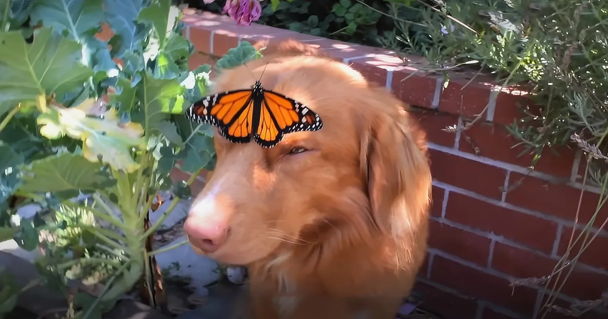 Curious dog and butterfly