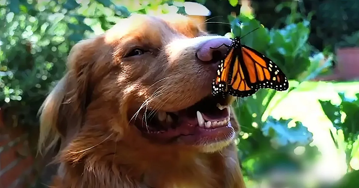 Curious Dog Befriends Butterflies, and Their Pictures Are Simply Delightful