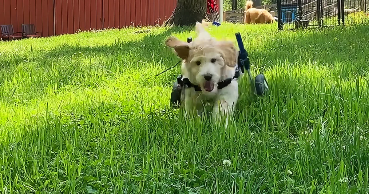 A happy dog with prosthetic legs runs joyfully through a grassy yard.