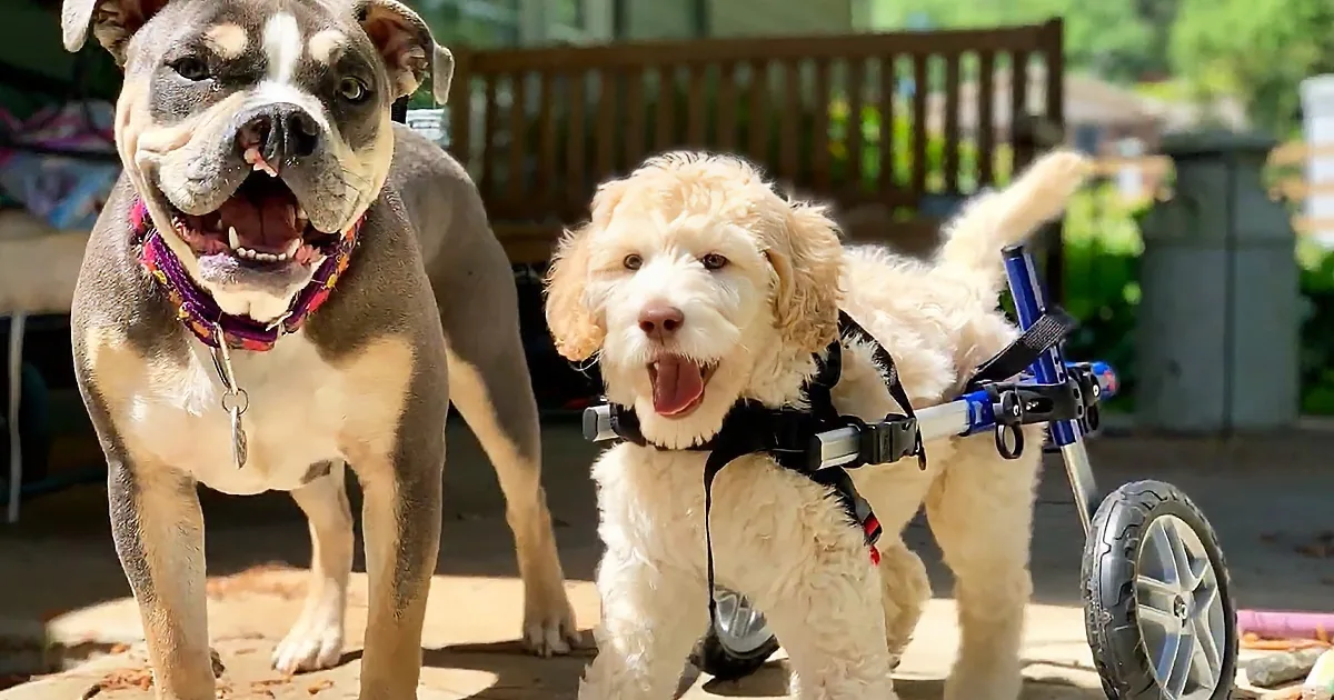 Heartwarming Moments in Disabled Dog''s Exuberant Life Spread Hope
